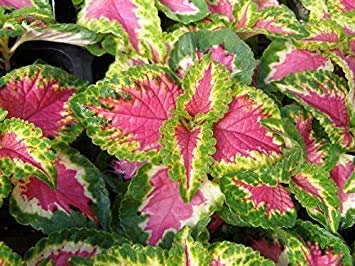 Oxtic Live Green Pink Coleus Ornamental Plant (B08PZ8C9SY) Amazon Price History, Amazon Price Tracker