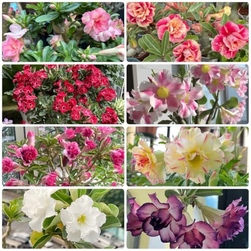 semillas de rosas del desierto, Decoración de jardín para exterior, balcón, rosa del desierto resistentes, regalos inusuales, cobertura del suelo, 16pcs