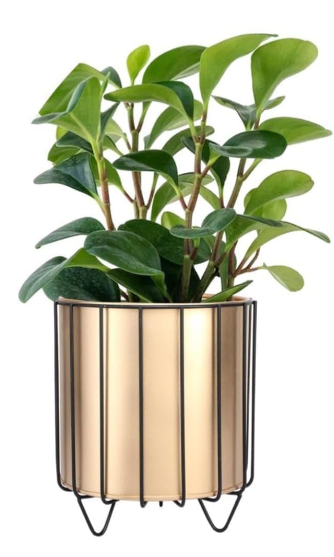 MR Classic Indoor Plant Stand with Planter Pot for Living Room Home and Garden Decor Flower Pot Stand with Planter for Balcony- (Gold) (B0DB7L9D9G) Amazon Price History, Amazon Price Tracker