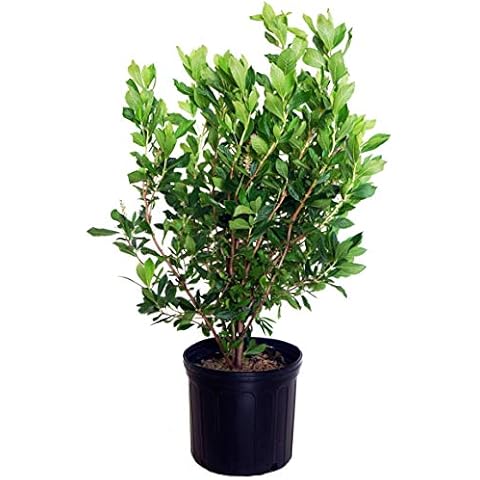 GreenPromiseFarms SHCSRS03 SHCSRS CLETHRA ALNIFOLIA `Ruby Spice`, 3 Size Container Cover