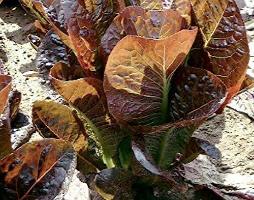 Seeds of Vegetable Lettuce Dixter
