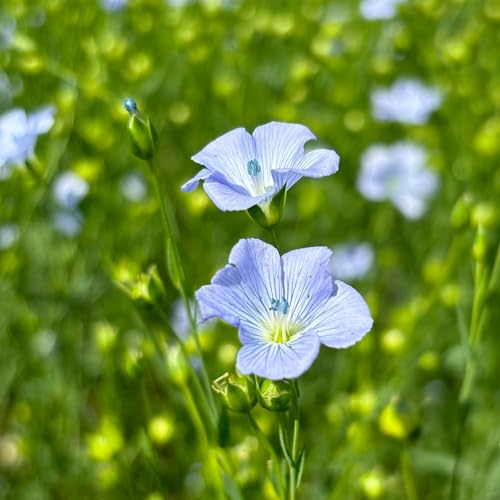 Sölls Hof - 250 g - Leinmehl aus deutscher Leinsaat, pflanzliches Mehl aus Goldlein, Schwäbische Alb - direkt vom Landwirt