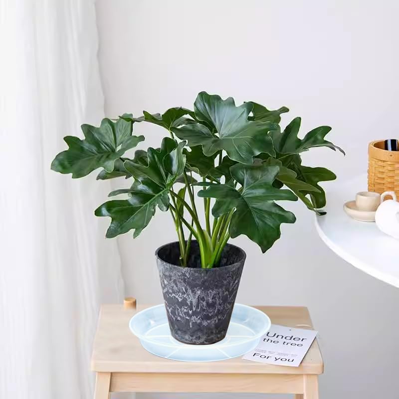 Miniatura 7 de Platillos transparentes para plantas, paquete de 6 platillos redondos de plástico de 10 pulgadas para interiores y exteriores, bandejas de goteo de