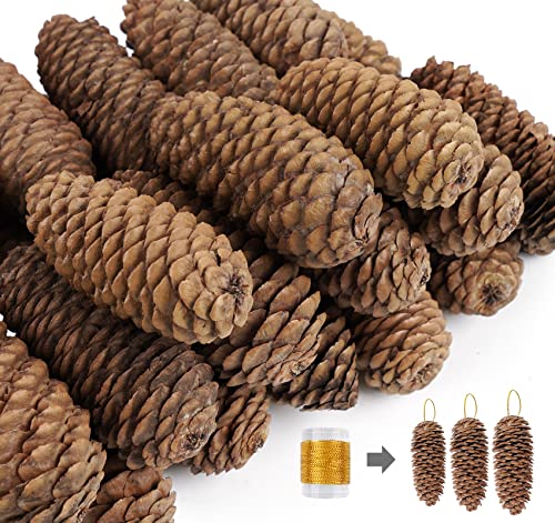 Homewit Lange Tannenzapfen, 30 Stück Pinus Maritima Zapfen - 6-8cm...