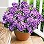 6 Purple