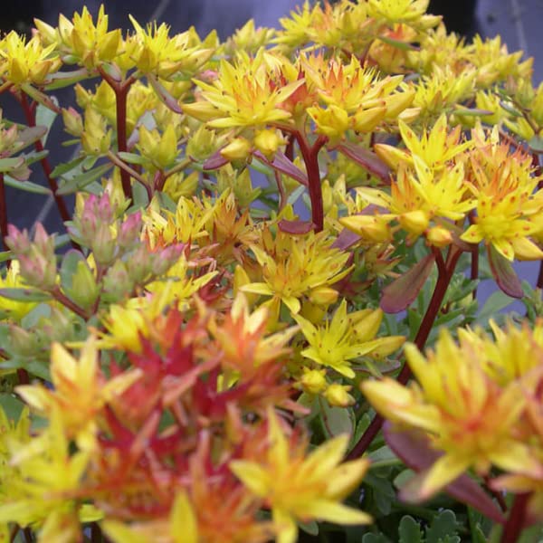 6 x Fetthenne Mauerpfeffer - Sedum Flor. 'Weihenstephaner Gold' Topf 9x9cm: Goldener Bodendecker für sonnige Bereiche