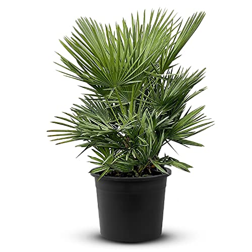 Tropictrees Chamaerops Humilis | Zwergpalme winterhart & kältebeständig, mit einer Höhe von 80 cm | Kleinwüchsig | Outdoor Grünpflanzen | Outdoor Palme Cover