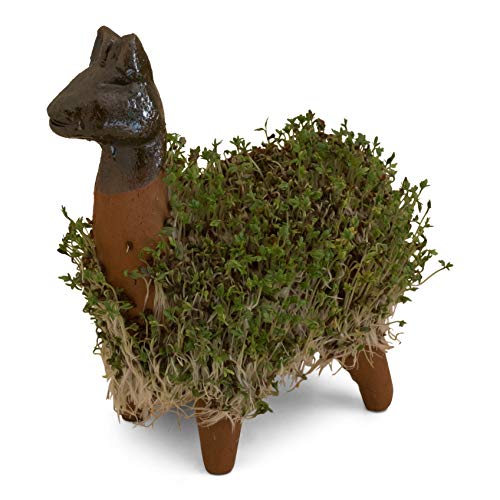 Lassen Sie Ihr eigenes KresseLlama gedeihen (Inklusive Kressesamen). Fair gehandelt. Handarbeit aus Mexiko. Llama. - Image 6