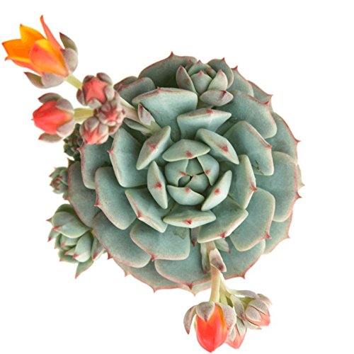 Pegasus FloraSucculent Live Plant echeveria-painted-lady