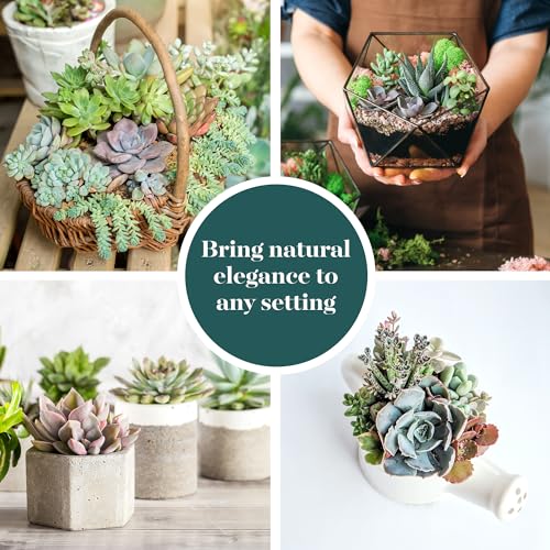 bridal bouquets with succulents Succulent Bouquet Wedding