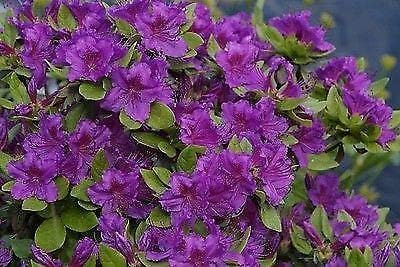 Azalea Japonica Geisha Viola