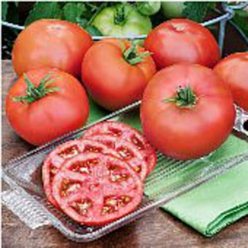 Heatmaster Tomato Seeds 95 Pack for Garden & Greenhouse