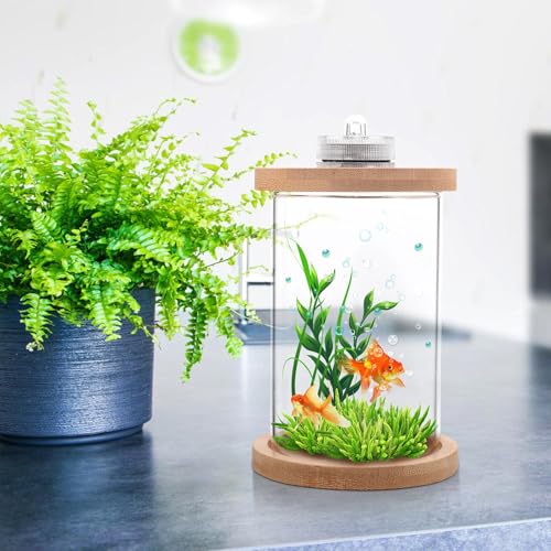 Aquarium poisson Betta compact en verre : la solution déco petit espace
