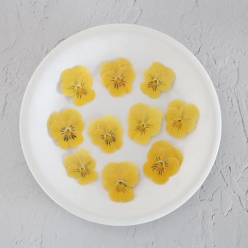 Hׂ鉟 hCGfBut[ rI() 50 Hp hCt[ LЃg (omtmb9701)