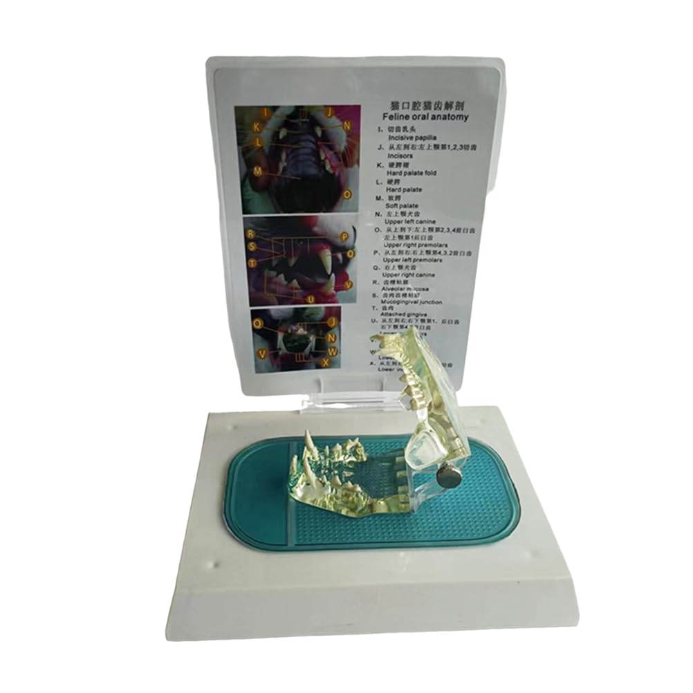 Yrqmgsf Blue Cat Skull Dental Model Transparent Cat Dental Model Pet Animal Bone Veterinary Teaching Instrument