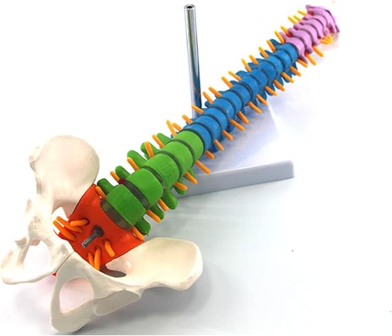 Human Vertebral Column Model with Pelvis Anatomical Human Skeleton Spine Model for Medical Teaching Hospital Lab Display