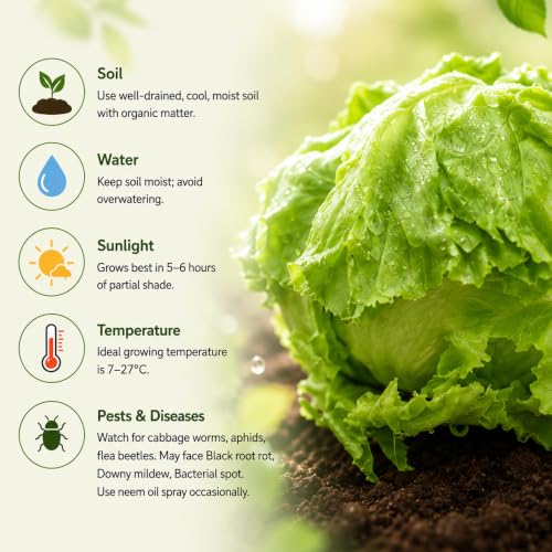 Image of Lettuce Iceberg Vegetable Seeds, Vegetable Seeds for Home Gardening, Vegetable Planting Seeds for Kitchen, Lettuce Iceberg Seeds (Green, Pack of 2g)