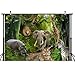 8X6FT Jungle Forest Animals Photo Backdrop, Tropical Rainforest Natural Scenery Safari Party Background for Kids Baby, Adult Wedding Camping Themed Decoration Photo Shoot Backdrop Props