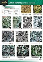 Guide to Common Urban Lichens: On Trees and Wood Pt. 1 1851532943 Book Cover