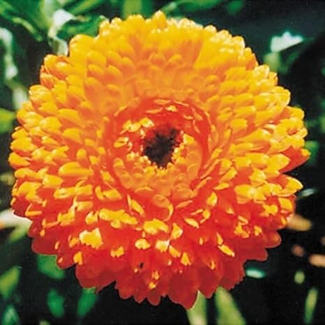 Amazon キンセンカ 種 フィエスタオレンジ 1袋 300mg キンセンカの種 キンセンカの花 金盞花 カレンデュラ ポットマリーゴールド 花たね 花の種 種子 タネ 国華園 第四種郵便 22年秋商品 花