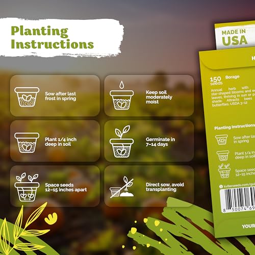 image for KVITER 150 Borage Seeds (Borago officinalis) - Blue Strawflower, Edibl