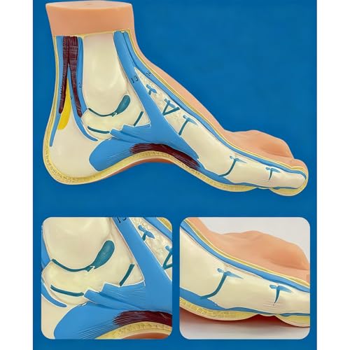 Modèles de pieds anatomiques en PVC enseignement universitaire et démonstration