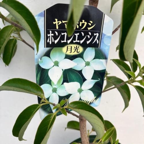 常緑ヤマボウシ月光」の人気商品一覧・価格比較 - 価格.com