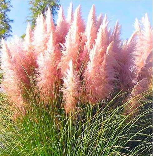 Pampas Grass - Pink Feather Cortaderia Selloana - Perennial Seeds