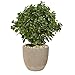 Produktbild Nearly Natural 9469 Peperomia Kunstpflanze aus Sandstein, UV-beständig, für Innen- und Außenbereich, 76 cm, Grün