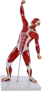 Anatomy Model Skeleton Model 50CM Human Body Muscle Anatomy Model, Human Body Superficial Muscle Human Torso Anatomy Model,3D Figurine Statue Muscle Skeleton Model