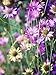 Produktbild IMMORTELLE gemischt Samen - spreublumen Pfeffer
