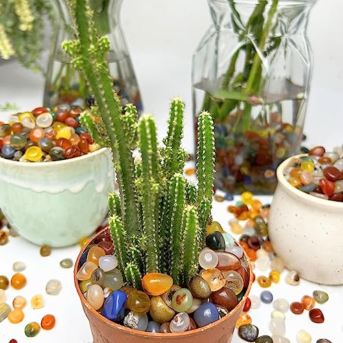 Color Decorative Stones 0.3 Inch Polished Gravel Rocks Crushed Crystal Quartz Pieces For Flower Pots Vase Filler Air Plants Bamboo Succulents Cactus And Aquarium Fish Tank Decor 1 Pound - Camutkry #TOP6