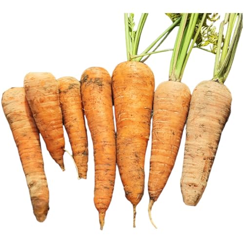 [ 訳アリ ] 人参 約 10kg 9月 収穫 予定 リストファーム サイズ 混合 天翔五寸 にんじん 野菜