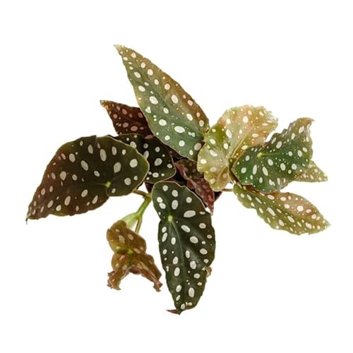 Begonia Moteada Planta Natural Begonia Maculata Ideal para Interior