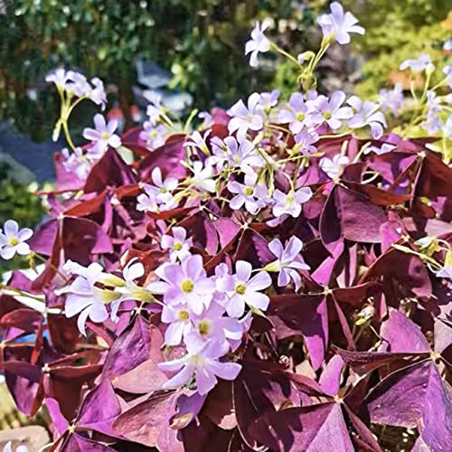 14+ Bulbs Purple Shamrocks Oxalis Triangularis Lucky Lovely Flowers Bulbs Grows for Planting Indoors or Outdoors