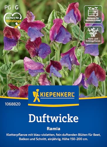 Kiepenkerl Duftwickensamen Ramia 1068820 - Kletterpflanze mit blau- violetten, fein duftenden Blüten für Beet und Balkon - Pflanzen, Blumensamen, Saatgut
