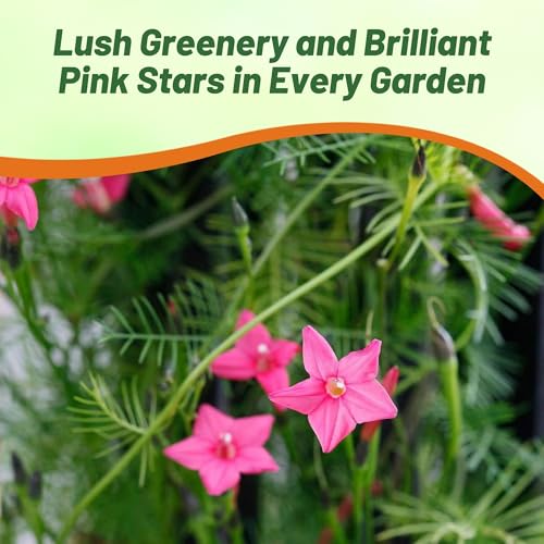Image of Outsidepride Rose Cypress Vine Seeds - 200 Pcs Annual Flower Seeds with Nectar-Rich, Star-Shaped Flowers & Feathery, Fern-Like Leaves for Fences, Trellises, Pergolas & Vertical Gardens
