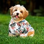 Weewooday 4 Pieces Small Pet Summer T-Shirts Hawaii Style Floral Pet Dog Shirt Breathable Cool Clothes Beach Seaside Puppy Sweatshirt for Puppy(Cute Style,Small) - Image 6