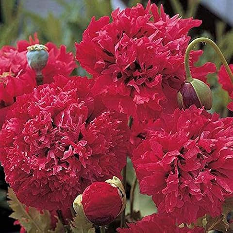 Poppy Seeds 'Red Pom Poms' by Thompson and Morgan Cover
