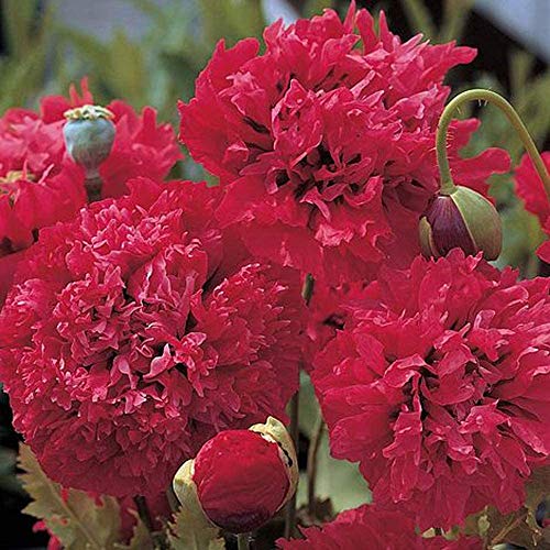 Poppy Seeds 'Red Pom Poms' Papaver somniferum Seeds Hardy Annual Summer Flowering Garden Plants Easy to Grow Your Own Ideal for Borders 1 Packet of 100 Poppy Seeds by Thompson and Morgan