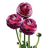 Easy to Grow Ranunculus Tecolote Merlot 10 Plant Bulbs - Purple & White Flowers in Spring, Full Sun Outdoor Zones 8-10, Mediterranean Carlsbad Flower Fields
