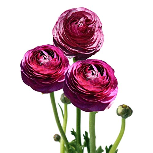 Easy to Grow Ranunculus Tecolote Merlot 10 Plant Bulbs - Purple & White Flowers in Spring, Full Sun Outdoor Zones 8-10, Mediterranean Carlsbad Flower Fields Easy to Grow Ranunculus Tecolote Merlot 10 Plant Bulbs - Purple & White Flowers in Spring, Full Sun Outdoor Zones 8-10, Mediterranean Carlsbad Flower Fields