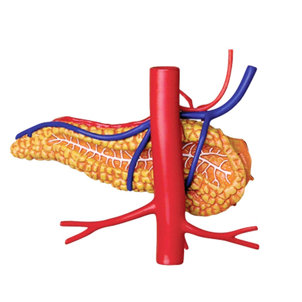 Modelo anatomía órganos Humanos - Modelo anatomía estómago - Modelos científicos anatomía Humana Desmontables 12 Piezas - Modelo Esqueleto para enseñanza médica