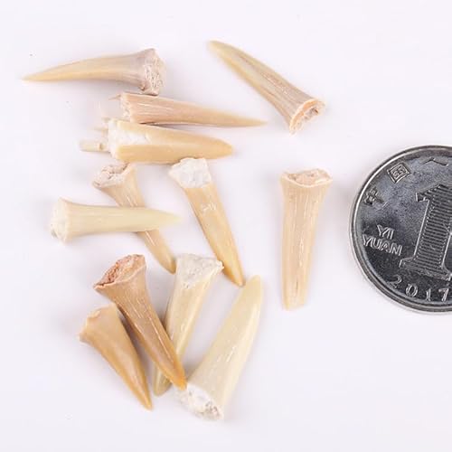 Yerleomit Fossilien Haifischzähne 5 Stück Natürliche Fossil Haizahn Exemplare Natursteine Zähne für Bildung, Heimdekoration, Kindergeschenk
