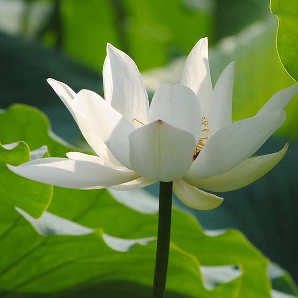 10pcs Lotus Samen Seerose für Zuhause die jetzt mehrjährige aquatische krautige Blumen duftende Blumen blüht die im Hofteich blühen