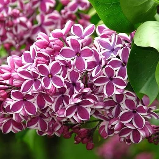 Edelflieder 'Sensation' - Syringa vulgaris 'Sensation' - 40-60 cm Topf - Duftender Blütenstrauch für Garten