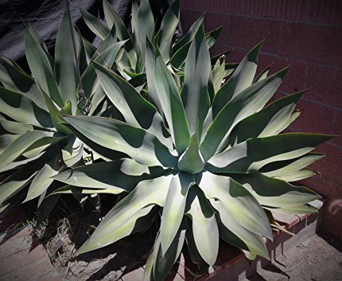 Agave Attenuata, Foxtail Agave, Spineless Agave, Landscape Or Containers ~Plant~ #TOP1