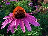 Purple Coneflower Perennial-70 Seeds, 500 mg-Echinacea