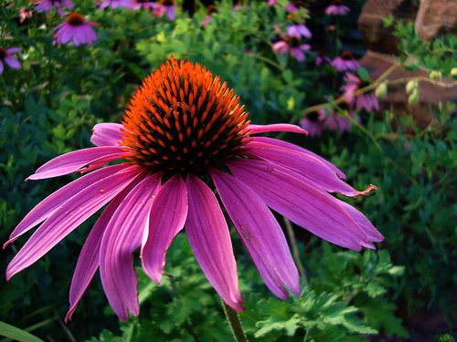 Purple Coneflower Perennial-70 Seeds, 500 mg-Echinacea Purple Coneflower Perennial-70 Seeds, 500 mg-Echinacea