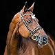 HORZE Pferde Trense Clermont anatomisch, Trensenzaum für Warmblut und Vollblut, Schwarz, F